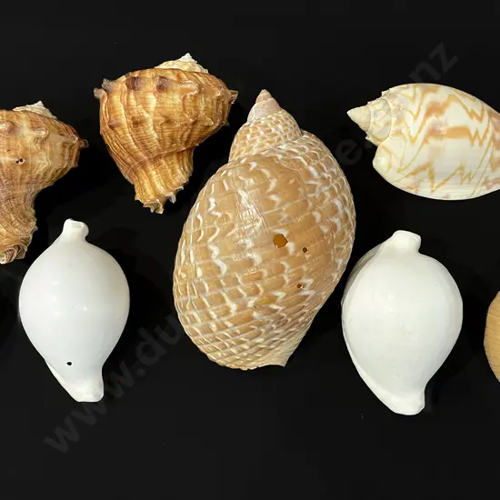 Eight conch shells