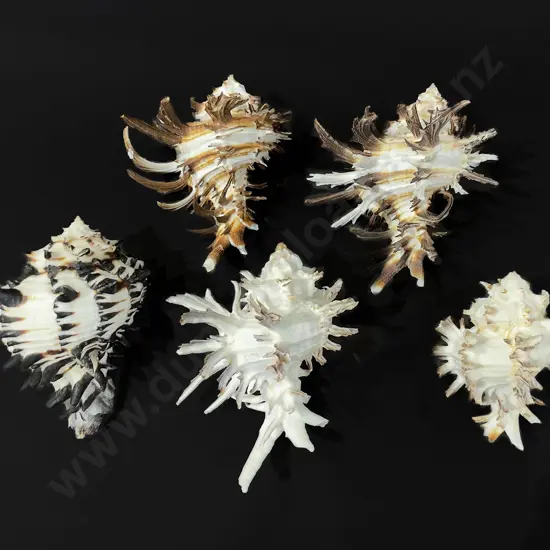 Five murex shells