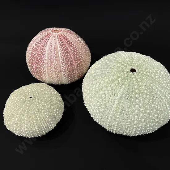 Three sea urchins - L 14