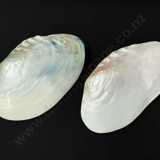 Two large clam shells