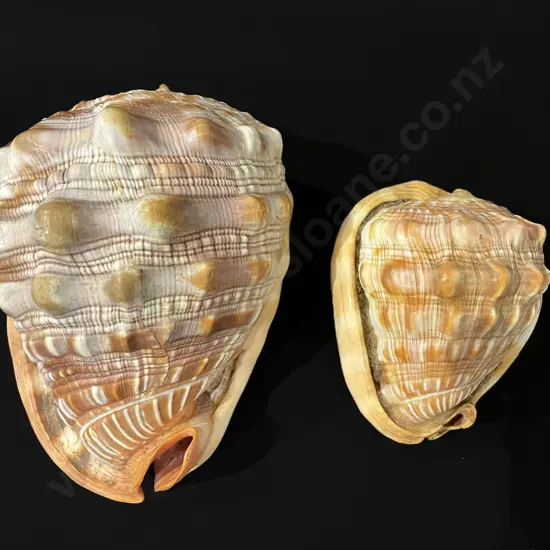 Two conch shells