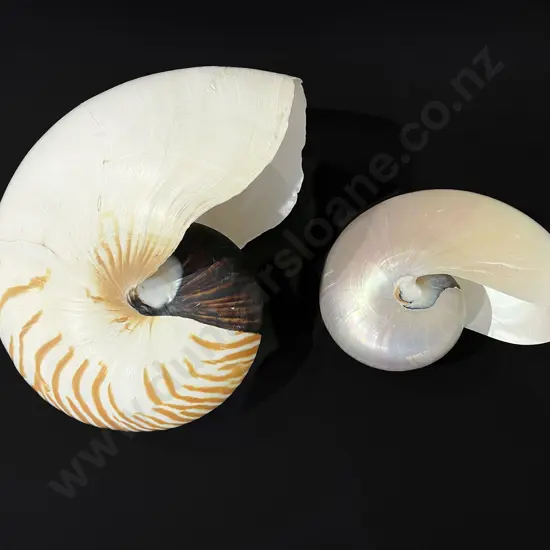 Two nautilus shells