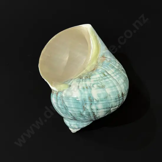 Turban conch shell