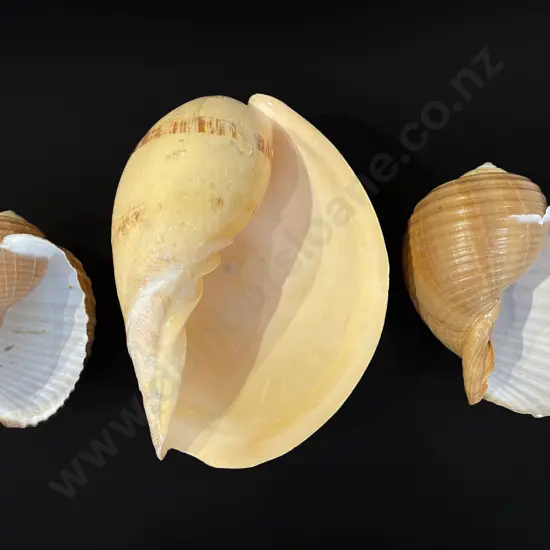 Large volute shell and two tonna shells