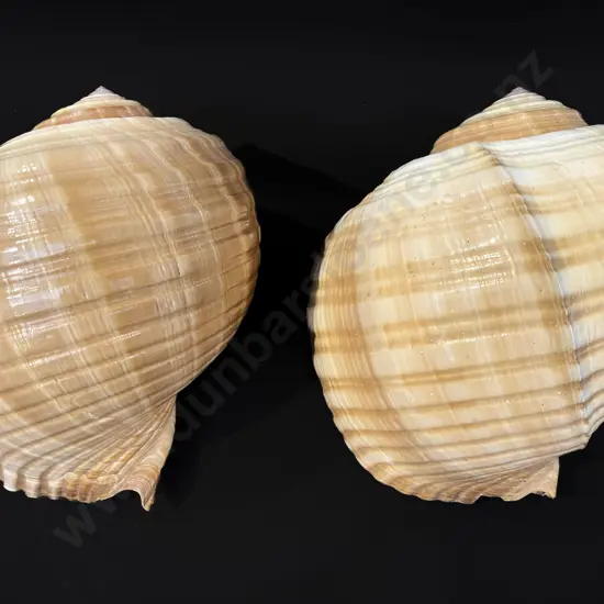 Two large tonna shells
