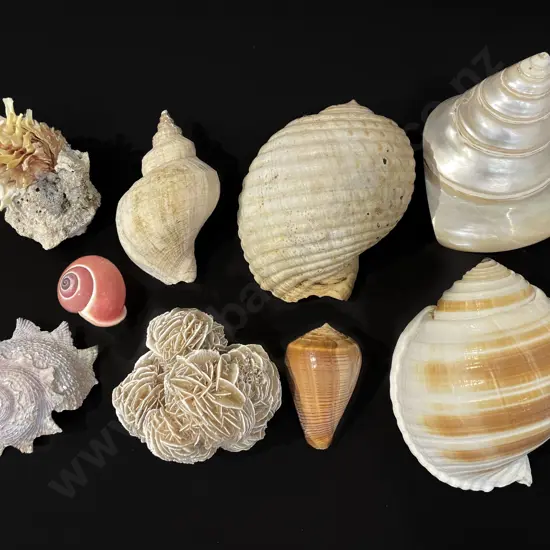 Nine assorted shells and coral