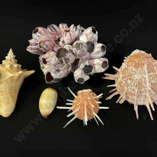 Five assorted shells