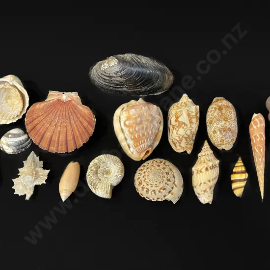 Seventeen assorted shells