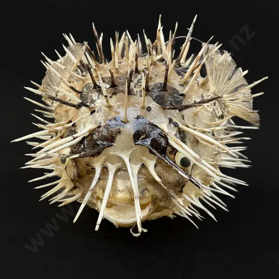 Puffer fish