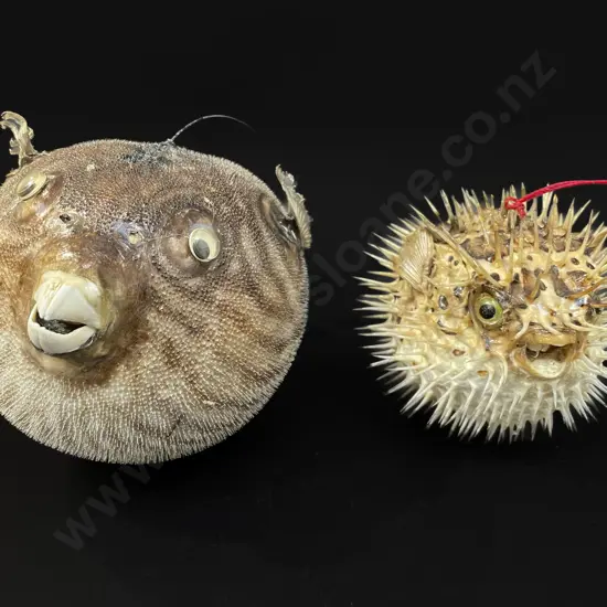 Two puffer fish