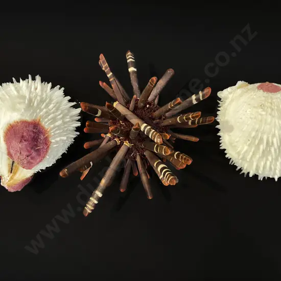 Two clam shells and sea urchin