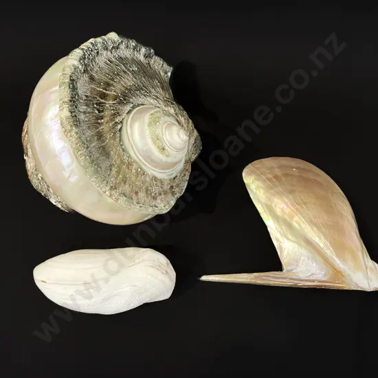 Conch shell and two clam shells
