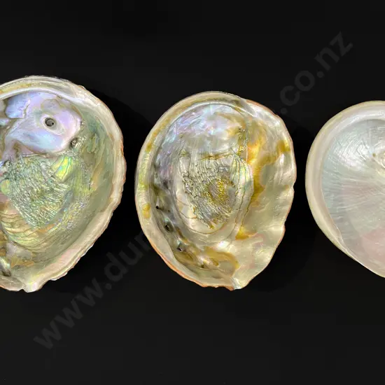 Three large abalone shells