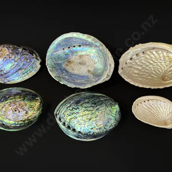 Six abalone shells