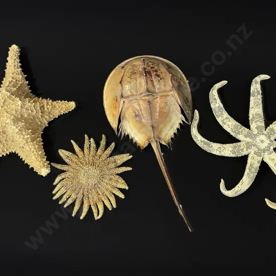 Three starfish and horseshoe crab