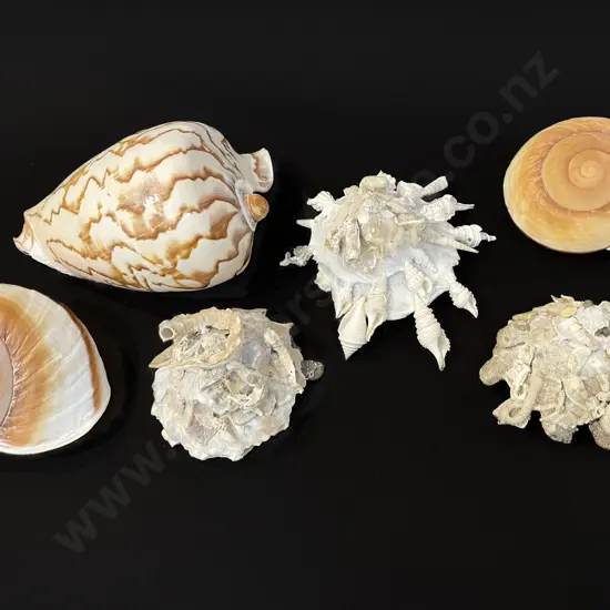 Six assorted shells