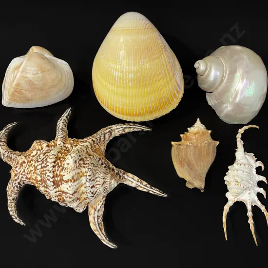 Six assorted shells