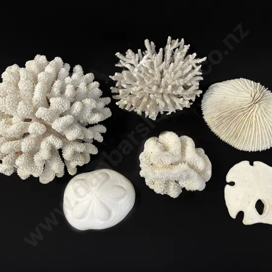 Six assorted corals