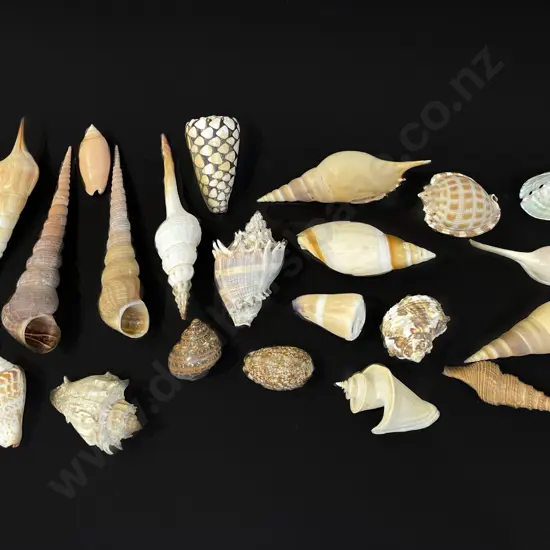 23 assorted sea shells - small to medium sizes