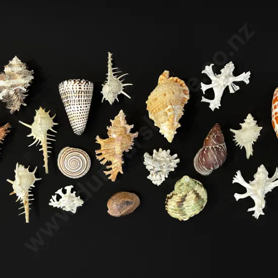 18 assorted sea shells