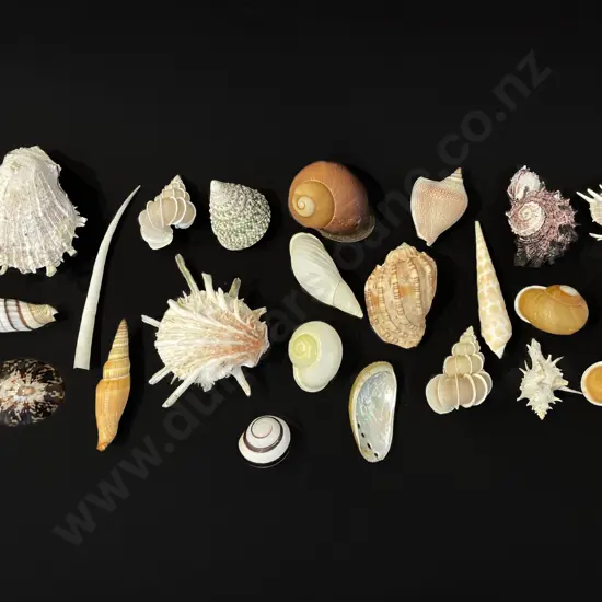 24 assorted sea shells