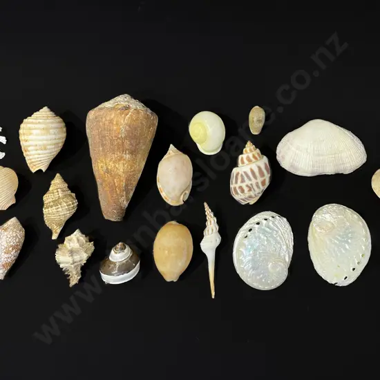 20 assorted sea shells