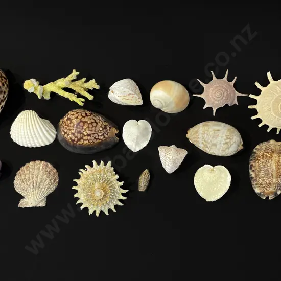 20 assorted sea shells