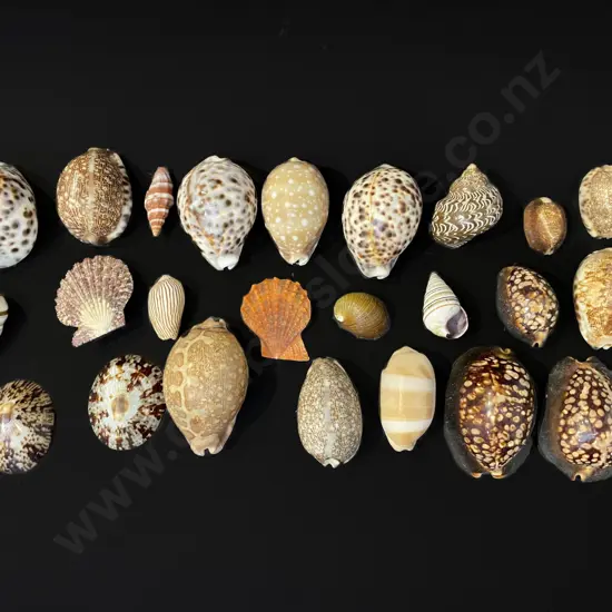 24 assorted sea shells