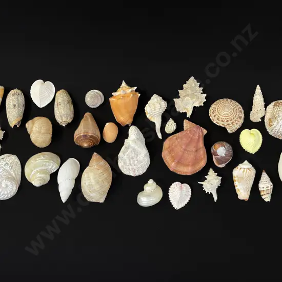 30 assorted sea shells