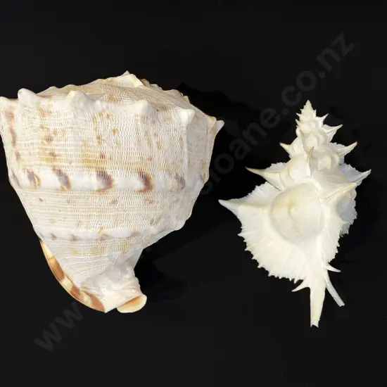 Large conch shell together with a murex shell