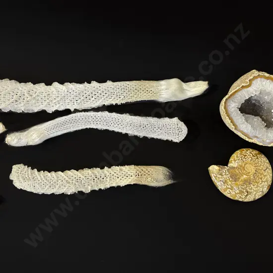 Four coral type formations - cut rock crystal and an ammonite