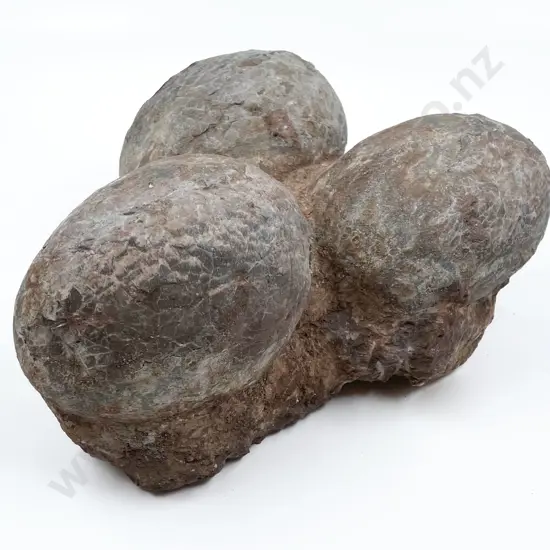 Fossilized Egg Group of Three