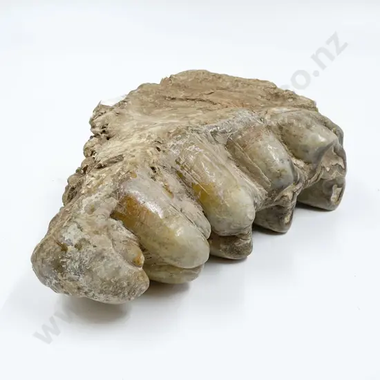 Fossilized Teeth