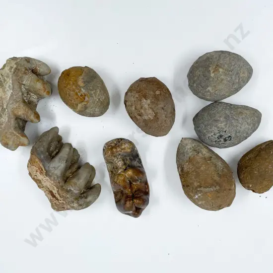 Small Box of Assorted Fossilized Teeth and Eggs
