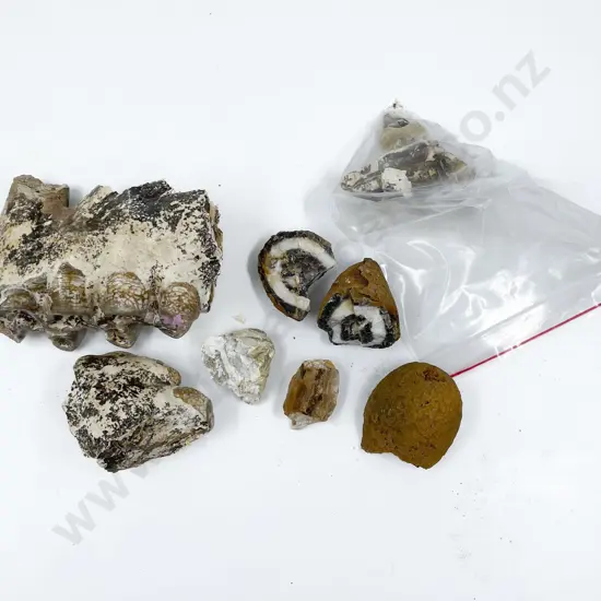 Box of Assorted Fossilized Teeth Etc.