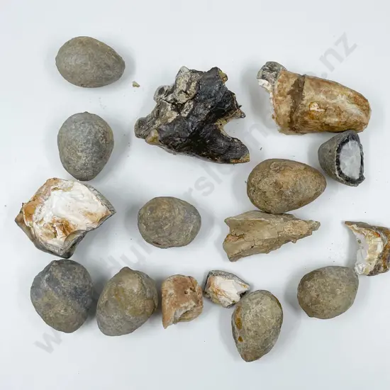 Box of Assorted Fossilized Teeth and Eggs