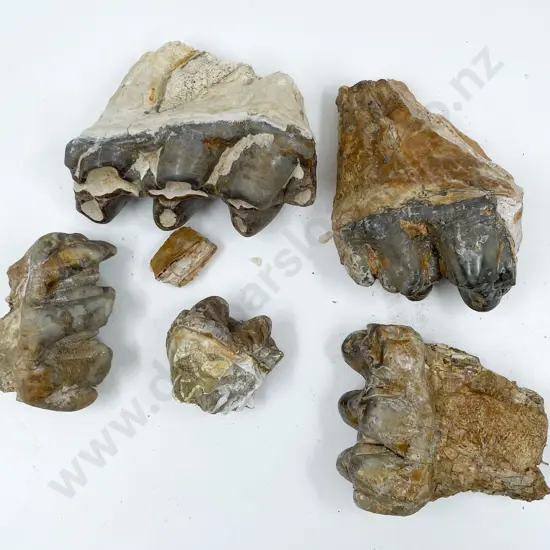 Box of Assorted Fossilized Teeth