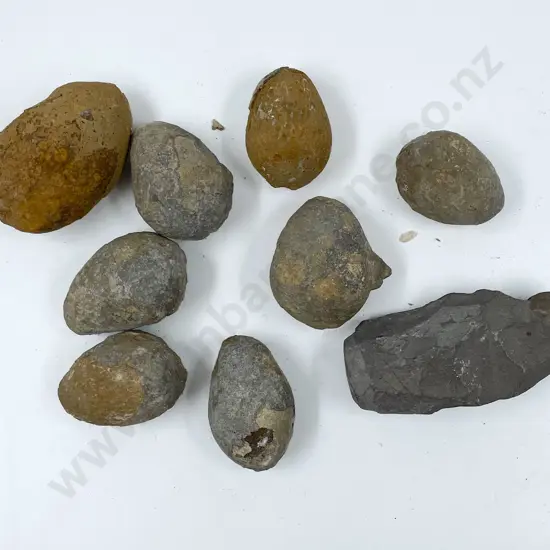 Box of Assorted Fossilized Eggs