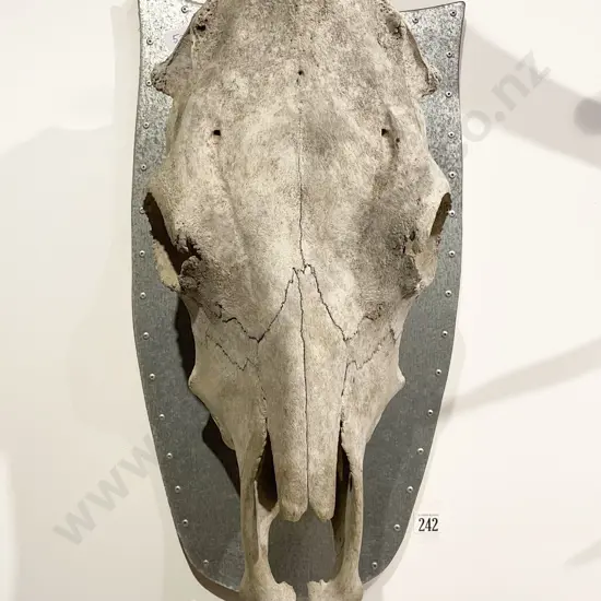 Buffalo Skull