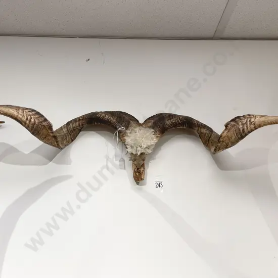 Taxidermy Horns
