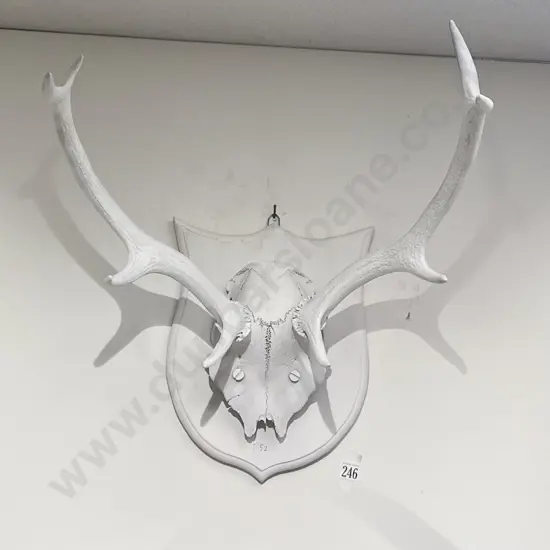 White Painted Taxidermy Antlers on Shield Base
