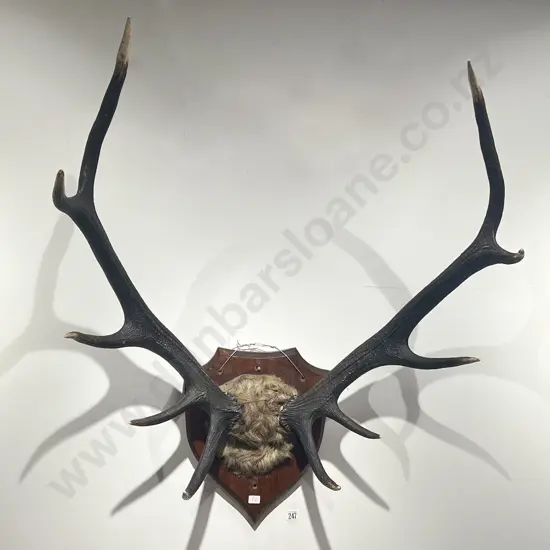 Taxidermy Antlers on Wooden Shield Base