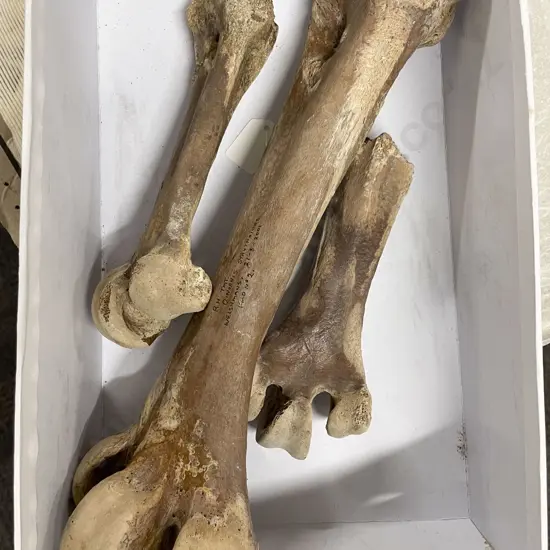Three Moa Leg Bones