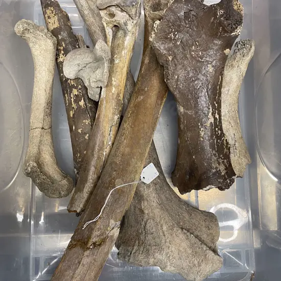 Box Of Assorted Moa Bones