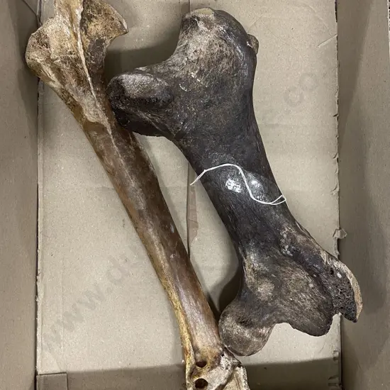 Two Moa Leg Bones