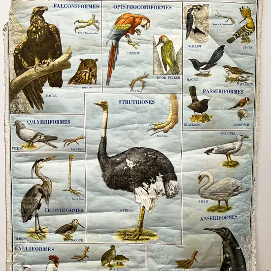 Vintage Italian Educational Bird Poster