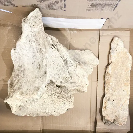 Qty of Whale Bones (2)