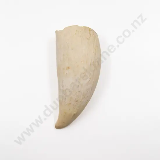 A Sperm Whale Tooth