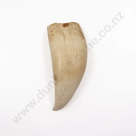 A Sperm Whale Tooth