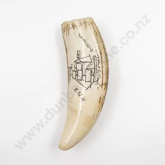 A Sperm Whale Tooth With Later Scrimshaw